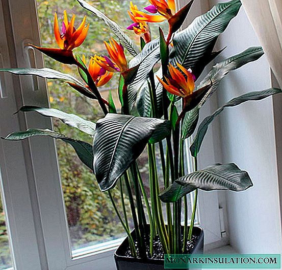 Strelitzia-bloem: voorbeelden van zorg en thuis groeien