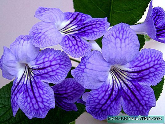 Streptocarpus - care and growing at home
