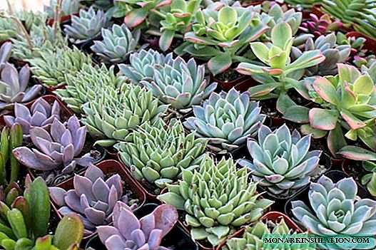 Succulents: home care and basic family species