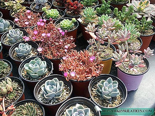 Succulents street perennials - planting and care