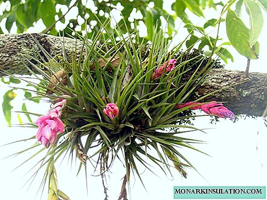 Tillandsia - penjagaan rumah selepas pembelian, berbunga dan pemindahan