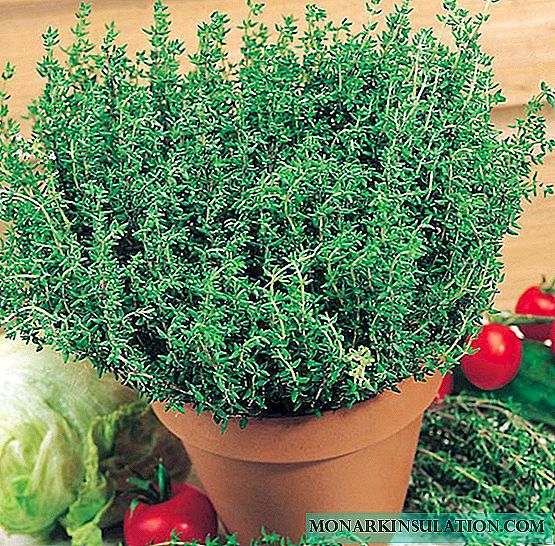 Lemon thyme - planting and care in a pot