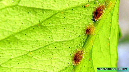Blattläuse an Zimmerpflanzen - wie man zu Hause umgeht