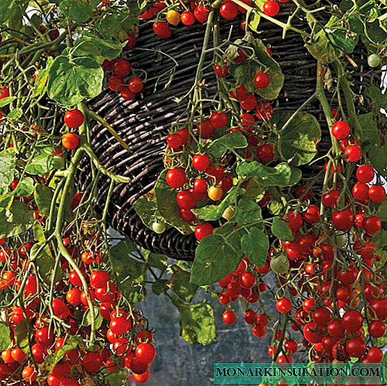 Ampolla tomate o tomate - variedades, descripción y características
