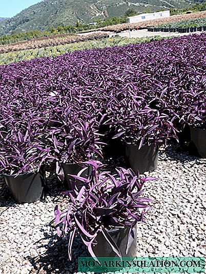Tradescantia propagation and cultivation of tradescantia from cuttings