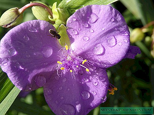 Tradescantia - types of ampelous plants Anderson, Zebrina and others