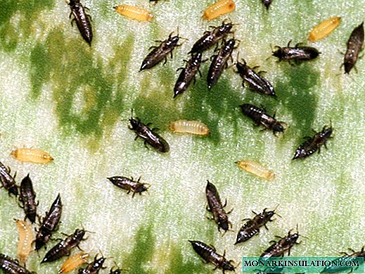 Thrips on indoor plants: options for getting rid