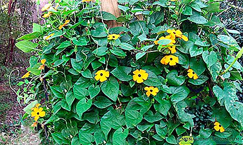 Thunbergia growing vines in pots and in the garden