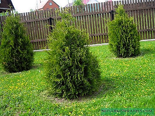 Thuja Brabant - description and sizes, landing and care