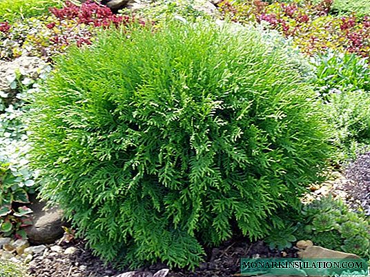 Thuja Danica (Danica) esférica - descrição