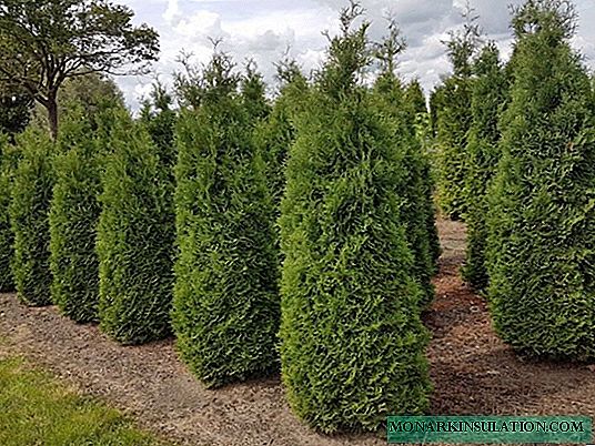 Thuja Holmstrup - description and sizes