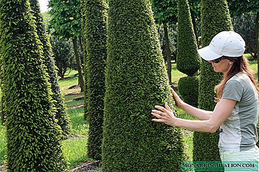 Thuja in the Urals - landing and care at home