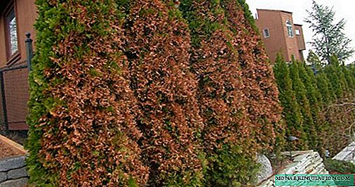 Thuja turned yellow after winter - what to do, how to treat and how to fertilize