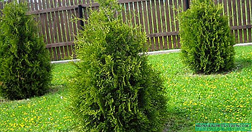 Thuja smaragd - description and sizes, landing and care