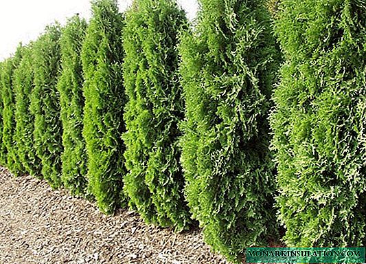 Thuja east - varieties, description, sizes