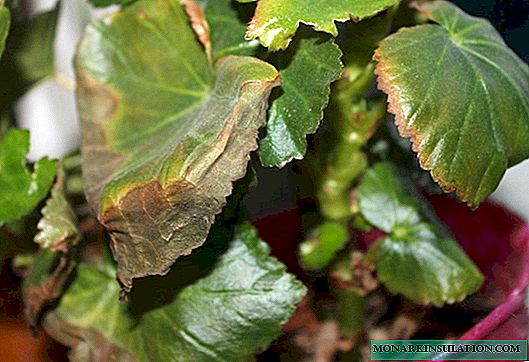 Begonia ponechává suché - co dělat