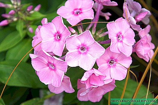 In phlox, the lower leaves turn yellow: what to do