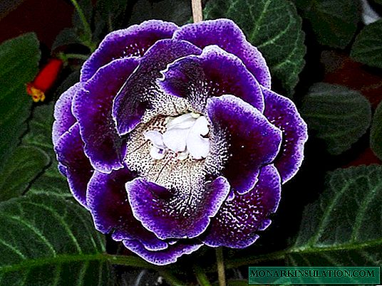 Gloxinia leaves curl - what to do