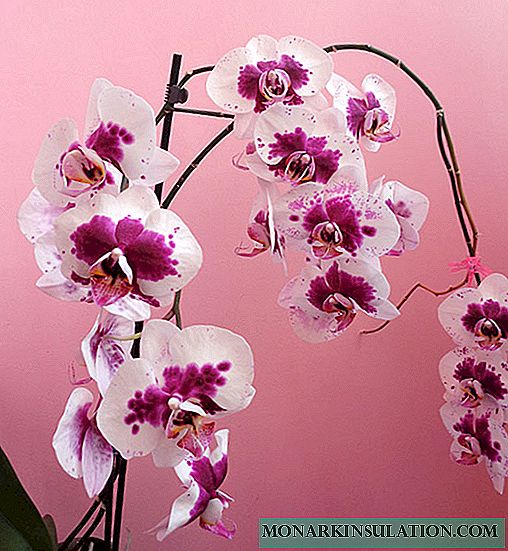 Orhideele au picături pe frunze - motive