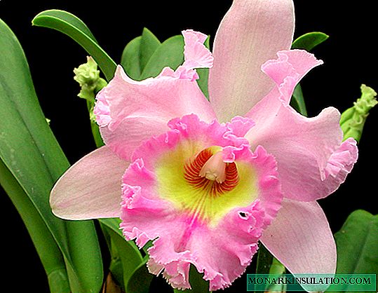 Fertilizante para orquídeas: ejemplos de fertilización en el hogar