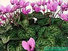 Cuidado del hogar flor violeta alpina