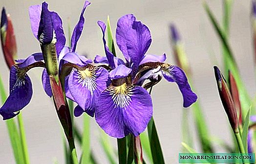 Care for irises after flowering - when you need to prune leaves
