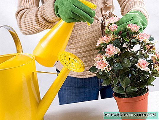 Houseplant care at home