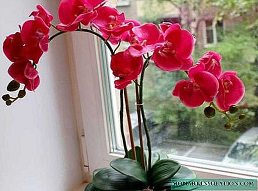 Orchid care: examples of growing a flower at home