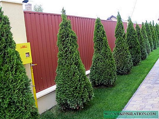 Thuja skrbijo spomladi in po pristanku na ulici