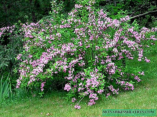 Weigela arbusto - planta de flores ornamentales para el jardín