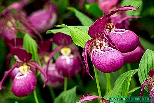 Venus slipper: popular types and conditions of flower care
