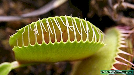 Venus flytrap - φροντίδα στο σπίτι