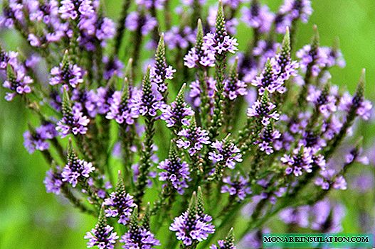 Verbena, what is it: yellow, grass, perennial or annual