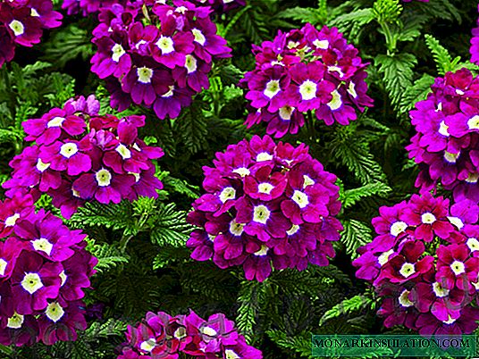 Verbena: planting and care for perennial flowers