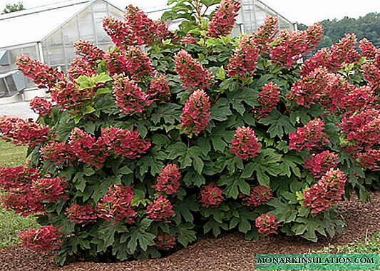 Type of Hydrangea Magic Fire panicle: planting and care in the open ground