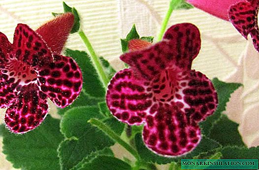 Especies de flores de Koleria - cuidado en el hogar