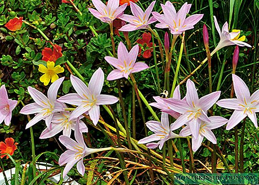 Zephyranthes 꽃의 종류-자택 요양