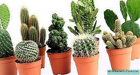 Tipos de cactus: variantes de plantas sin espinas o con hojas.