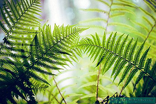 Types of ferns - indoor and domestic plants