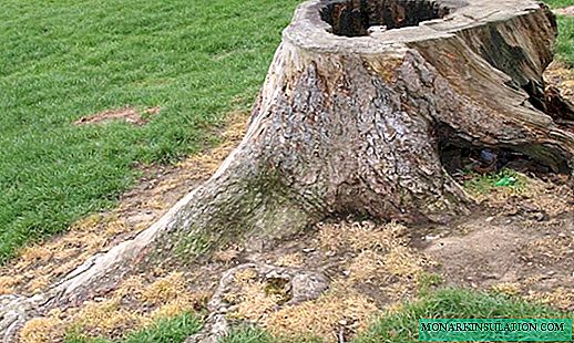 Utrotning av träd - hur man kan bli av med trädrötterna
