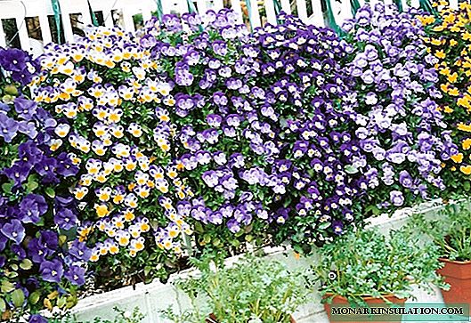 Viola ampelous or pansies - growing and care