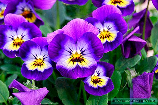 Viola çiçekler