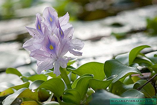 Eichornia water hyacinth: planting and care