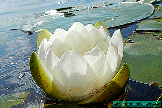 Water lily and other species: Asiatic, Tiger, Marchagon