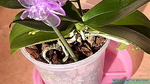 Raíces de orquídeas aéreas: trasplante y otras opciones