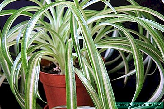Pests and diseases of Chlorophytum - causes and struggle