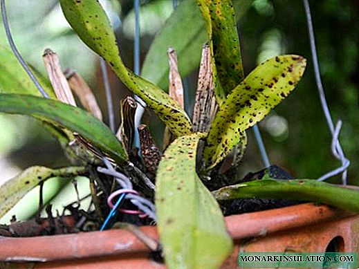 Pests of orchids: treatment options and control of parasites