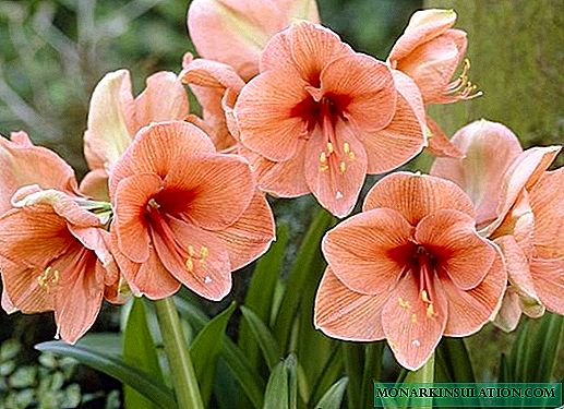 Everything about amaryllis and hippeastrum: visual differences, how to distinguish from each other