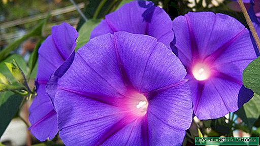 Цвет лозе - украсна биљка за узгој у башти