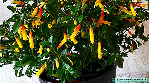 Jacobinia flower - plant description, reproduction and care